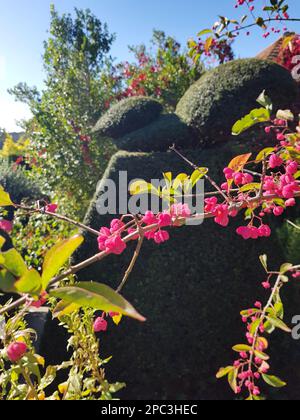 Particolare di bacche rosa con una siepe di tasso dietro. Foto Stock