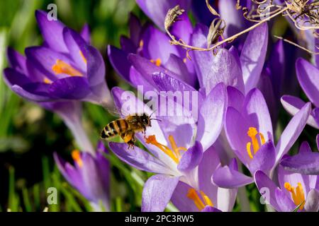 Api mellifere europee, fiori, croco, fiori, api, Flying, Honey bee Insect, Bloom, primavera, stagione Foto Stock