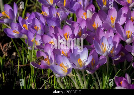 Cluster di croco Foto Stock