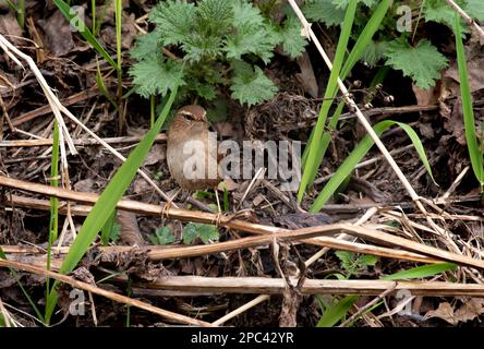 Wren - piccolo uccello, piumaggio marrone scuro, uccelli selvatici irlandesi Foto Stock
