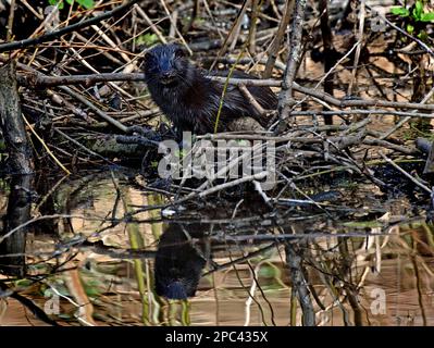 American Mink (Mustela vision) fauna selvatica sul fiume Dodder, Dublino, Irlanda Foto Stock