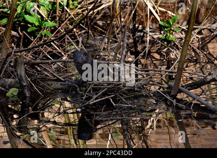 Animali selvatici irlandesi - Mungolo americano selvaggio su un tronco lungo il fiume Dodder, Dublino, Irlanda Foto Stock