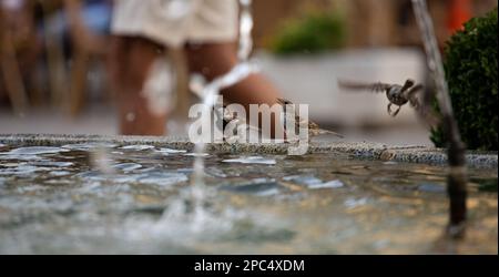 Un uccello beve acqua da una fontana. Foto Stock