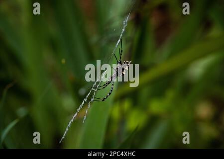 Ragno in profilo sulla sua ragnatela con uno sfondo verde Foto Stock