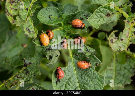 Colorado scarabeo di patate - Leptinotarsa decemlineata su cespugli di patate. Peste di piante e agricoltura. Trattamento con pesticidi. Insetti sono pesti che Foto Stock