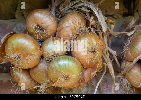 Raccolto. Mazzetti le cipolle vengono essiccate in un fienile del villaggio. Foto Stock