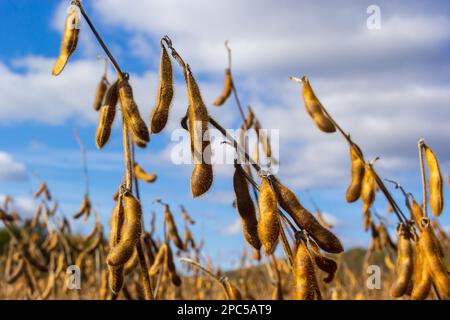 baccelli di soia maturi sul campo agricolo pronti per la raccolta e cielo come sfondo. Foto con messa a fuoco selettiva e spazio di copia. Foto Stock