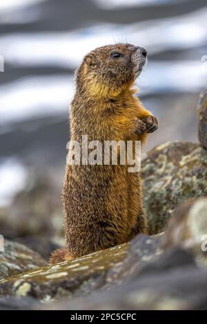 Marmota con ventre gialle (Marmota flaviventris) sul Levee a Lewiston, ID Foto Stock