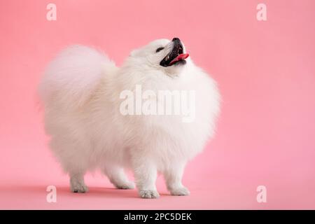 Portraite di carino puppy lanuginoso di spitz pomeranian. Piccolo cane sorridente sdraiato su sfondo rosa alla moda e luminoso. Foto Stock