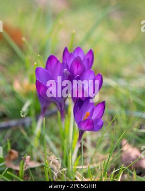 Croci (croci) in fiore. Fiori viola e erba verde. La primavera sta arrivando. Segni di primavera. Foto Stock