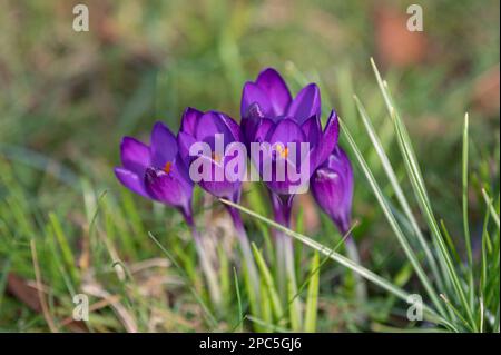 Croci (croci) in fiore. Fiori viola e erba verde. La primavera sta arrivando. Segni di primavera. Foto Stock