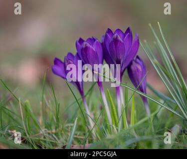 Croci (croci) in fiore. Fiori viola e erba verde. La primavera sta arrivando. Segni di primavera. Foto Stock