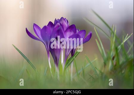 Croci (croci) in fiore. Fiori viola e erba verde. La primavera sta arrivando. Segni di primavera. Foto Stock