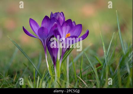 Croci (croci) in fiore. Fiori viola e erba verde. La primavera sta arrivando. Segni di primavera. Foto Stock