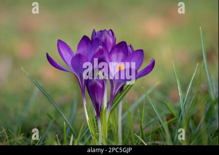 Croci (croci) in fiore. Fiori viola e erba verde. La primavera sta arrivando. Segni di primavera. Foto Stock