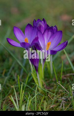 Croci (croci) in fiore. Fiori viola e erba verde. La primavera sta arrivando. Segni di primavera. Foto Stock