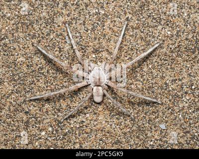 Golden Wheel Spider (Carparachne aureoflava) che riposa sulla duna di sabbia di notte, Oranjemund, Namibia, gennaio Foto Stock