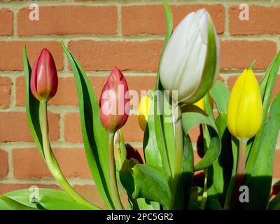 Particolare di tulipani contro un muro di mattoni rossi. Foto Stock