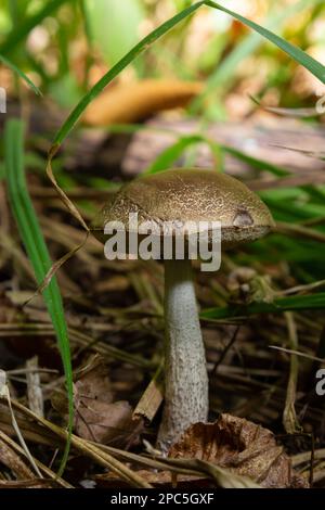 Funghi commestibili Leccinum pseudoscabrum in foresta decidua. Noto come Hazel Bolete. Funghi selvatici che crescono nelle foglie. Foto Stock