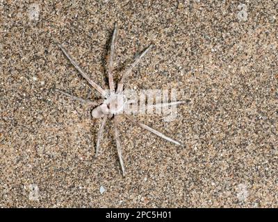 Golden Wheel Spider (Carparachne aureoflava) a riposo sulla duna di sabbia, Oranjemund, Namibia, gennaio Foto Stock