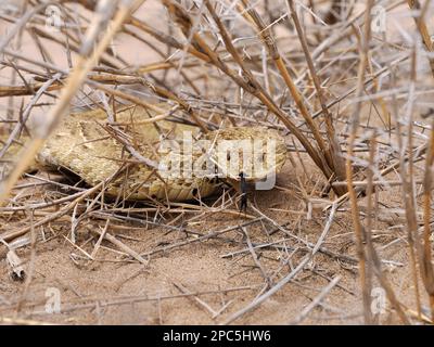 Sommatore di puff (Bitis arietans) che si nasconde in vegetazione secca con lingua estesa, Swakopmund, Namibia, gennaio Foto Stock