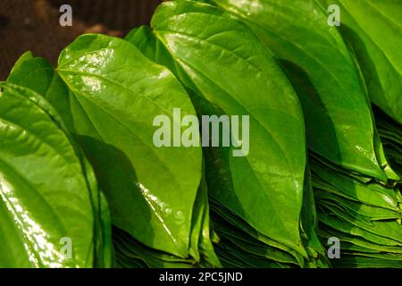 Foglie di betal selvatico nel mercato locale per la vendita a Pune, India, bush di foglie di betal selvaggio o thailandese chiamato Chaplo foglie, anche chiamato Paan, Foto Stock
