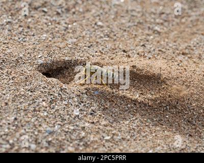 African Yellow Sand Digger Wasp (Bembix Species) scavando nido buco in terreno sabbioso, Namibia, gennaio Foto Stock