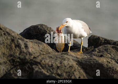 Primo piano di un gabbiano a zampe gialle che mangia un pesce Foto Stock