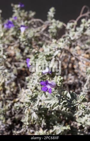 Eremophila hygrophana - campane blu emu Bush. Foto Stock