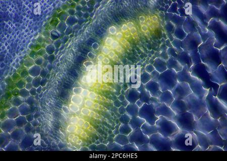 Vista microscopica di SPUGE (Euphorbia sp.) sezione trasversale dello stelo. Luce polarizzata con polarizzatori incrociati. Foto Stock