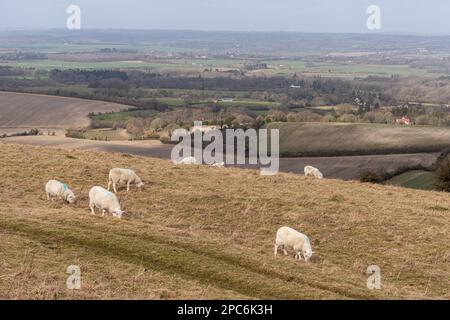 Vista da Combe Gibbet sulla campagna di Kennet Valley con pecore al pascolo, West Berkshire, Inghilterra, Regno Unito, North Wessex Downs AONB Foto Stock