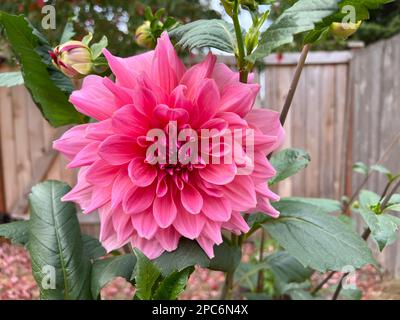 Dahlia fiori dal cortile posteriore Foto Stock