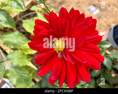 Dahlia fiori dal cortile posteriore Foto Stock