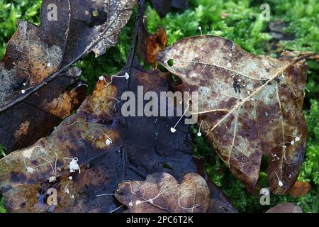 Mycena poliadelpha, un piccolo cofano bianco che cresce su foglie di quercia cadute in Finlandia, nessun nome inglese comune Foto Stock