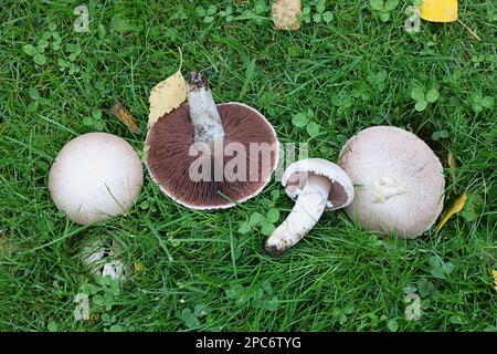 Agaricus campestris, comunemente noto come fungo di campo o fungo di prato, fungo commestibile selvatico dalla Finlandia Foto Stock