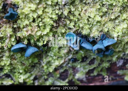 Chlorociboria aeruginascens, comunemente conosciuto come il elfcup verde o la coppa di legno verde, fungo selvatico dalla Finlandia Foto Stock