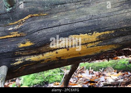 Crustoderma dryinum, un fungo della crosta finlandese, nessun nome comune inglese Foto Stock