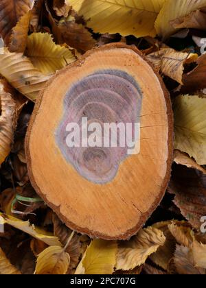 Tree Slice, Cross Section Cherry Tree Trunk con modello di conchiglia cresciuto Foto Stock