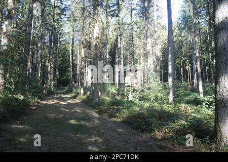 Forester si trova in alto sul bordo della foresta, Förster hoch sitz Foto Stock