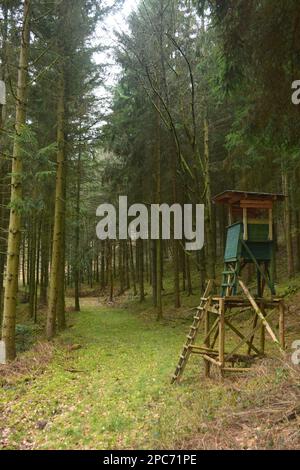 Forester si trova in alto sul bordo della foresta, Förster hoch sitz Foto Stock