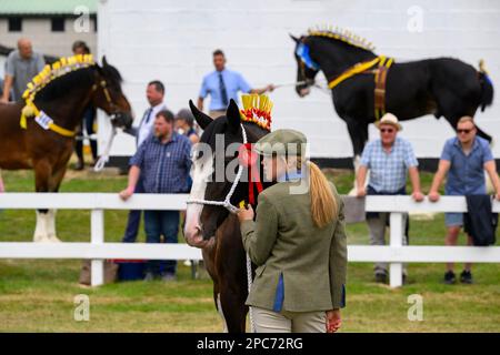 Young Bay shire Horse (trecce gialle) & woman, dopo aver giudicato (vincitore e premiato il primo premio) - Great Yorkshire Country Show, Harrogate England UK. Foto Stock