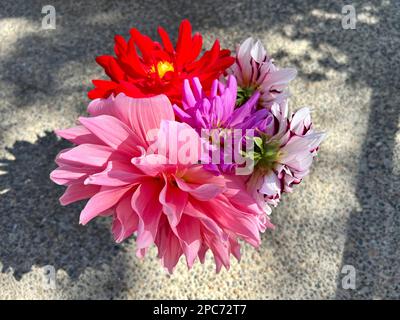 Dahlia fiori dal cortile posteriore Foto Stock