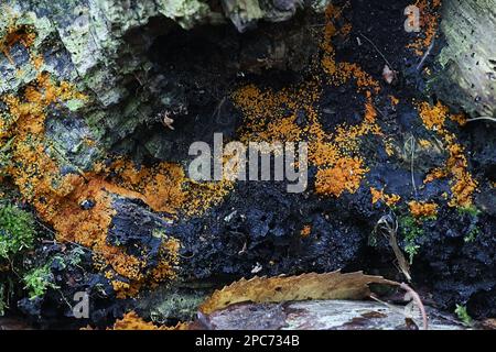 NECTRIA peziza, noto come il fungo giallo macchia Foto Stock