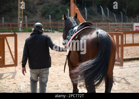 Il cavallo di addestramento preparato per l'addestramento alla scuola di equitazione è portato al maneggio dal padrona di casa. Foto Stock