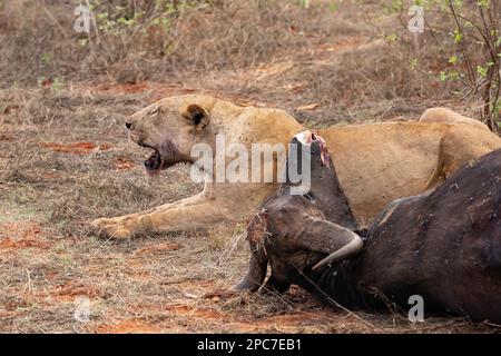 Lioness mangia un bufalo d'acqua cacciato nella savana, Tsavo East National Park, Kenya, Africa orientale, Africa Foto Stock