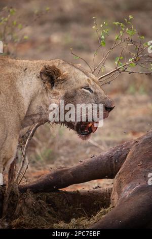 Un leone mangia un bufalo d'acqua precedentemente cacciato nella savana. Bella immagine dettagliata di un leone femminile nel Parco Nazionale Est di Tsavo, Kenya, Afri Orientale Foto Stock