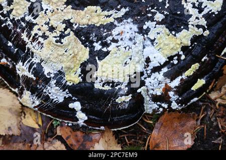 Trichoderma pulvinatum, conosciuto come il cuscino di Ochre, che cresce su un polipo ospite conosciuto come il cono rosso della cintura, Fomitopsis pinicola Foto Stock