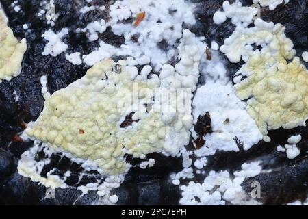 Trichoderma pulvinatum, conosciuto come il cuscino di Ochre, che cresce su un polipo ospite conosciuto come il cono rosso della cintura, Fomitopsis pinicola Foto Stock