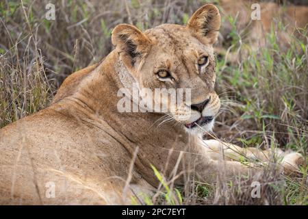 Leonessa, ritratto animale, Taita Hills Wildlife Sanctuary, Kenya Foto Stock