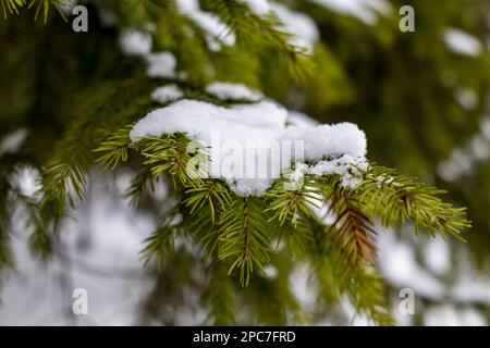 Neve sui rami di un albero di Natale nella foresta invernale Foto Stock